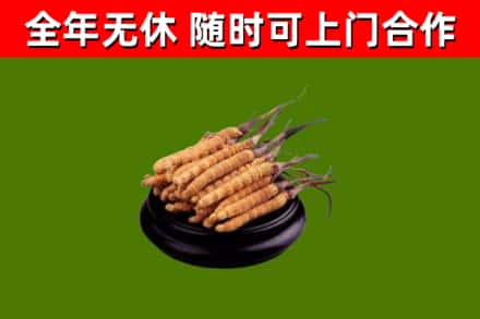 张湾回收散虫草