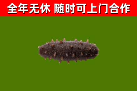 张湾回收海参干